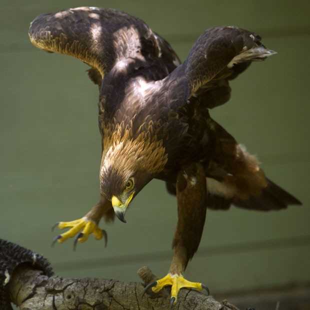 A águia dourada Solomon perdeu parte de sua asa esquerda em um catavento (Foto: Noah Berger/AP)