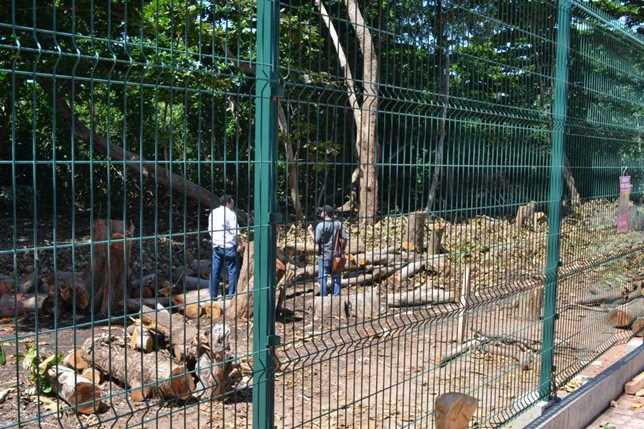 Cerca de 100 árvores do Parque do Cocó já foram derrubadas (FOTO: Lucas Moreira)