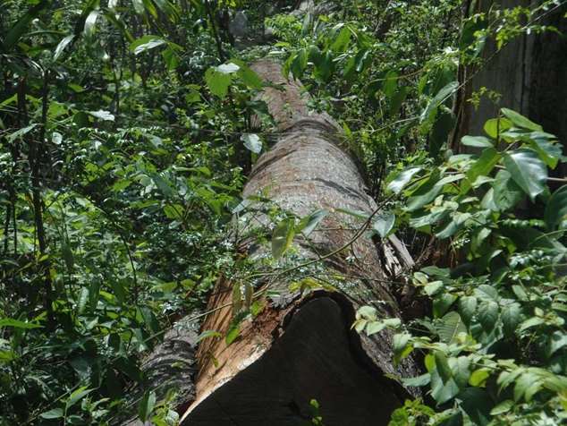 Árvore centenária cortada na Terra Indígena Governador