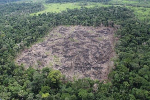 Áreas desmatadas para formar pasto escondidas por uma franja de floresta, para não serem vistas da estrada, no assentamento do Juma, município de Apuí, sul do Amazonas. Foto: Lourival Sant'Anna - ESTADÃO