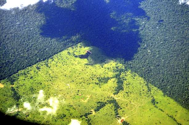 Amazônia: desmatamento para os bois e as vacas do capital pastarem