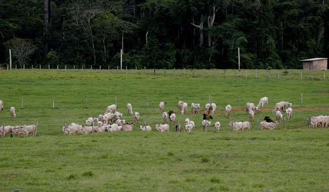A Moratória da Carne quer coibir a produção de gado em área de desmate ilegal (Foto: Alberto César Araújo)