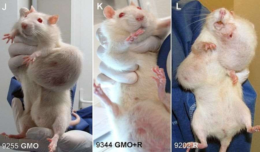 Ratos que desenvolveram câncer na pesquisa de Séralini. Foto: Criigen/AFP