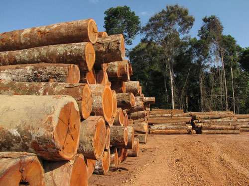 Somente da Floresta Nacional do Tapajós (PA), que permite a exploração sustentável do meio ambiente, 17.851 hectares foram reduzidos