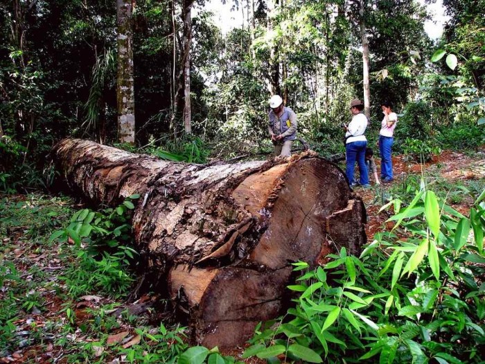 Desmatamento na floresta amazônia. Foto: Ana Cotta / Flickr