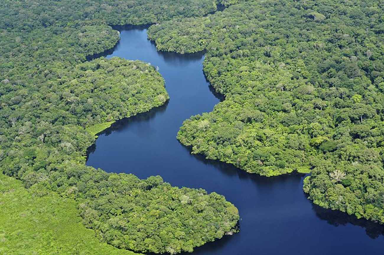 Por muito tempo, pensou-se que a vastidão amazônica fosse produto da natureza. Clement e seus colegas defendem que o homem teve papel importante na distribuição das árvores na floresta