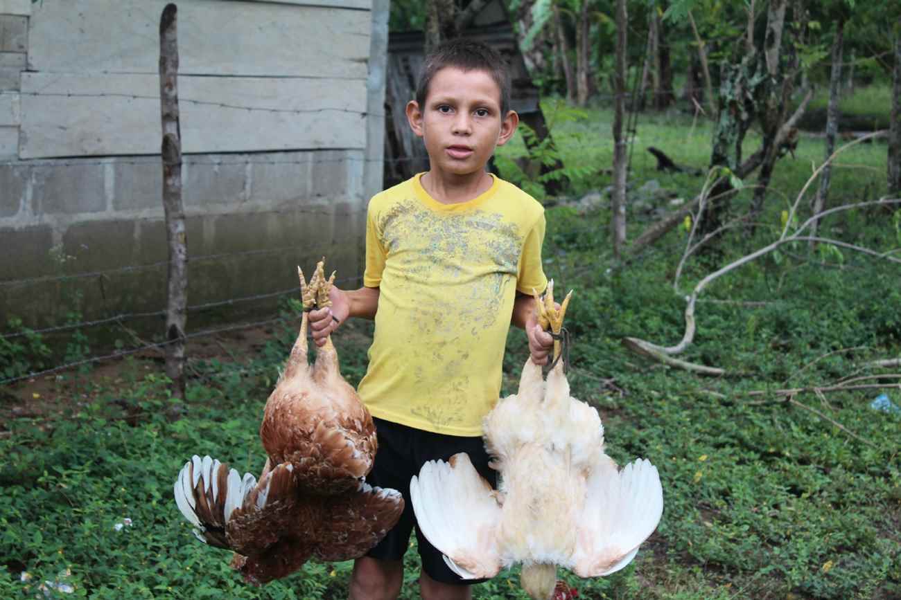 Menino carrega frangos vivos na comunidade Panamá, que faz divisa com a fazenda Paso Aguán, da Dinant. Foto: ICIJ