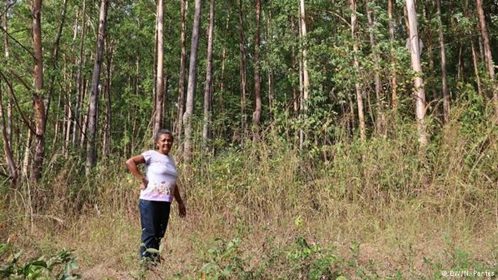 Eunice da Conceição mostra a plantação de eucaliptus em Imperatriz (MA) - (Nadia Pontes/DW)