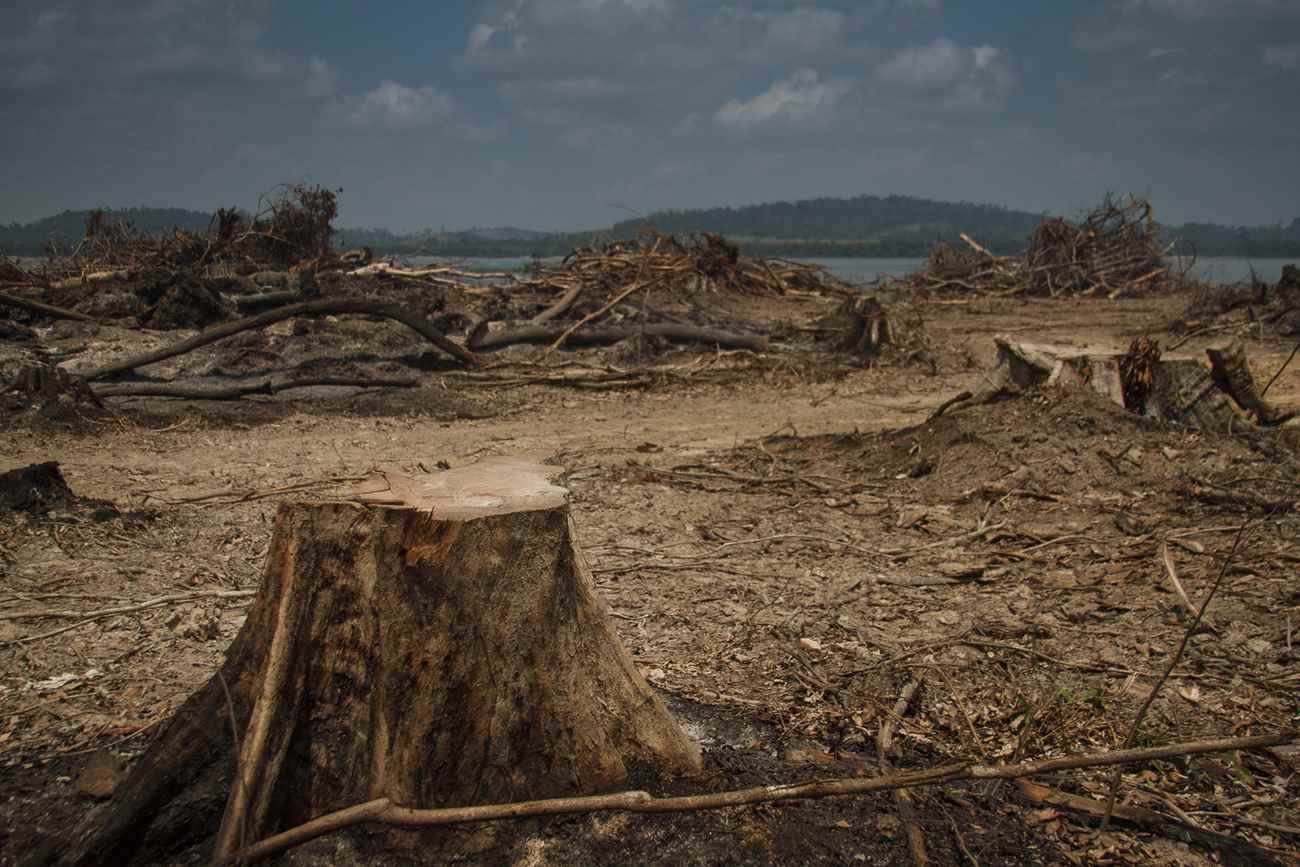 Ao invés de aproveitar as árvores desmatadas para a área onde será criado o lago, a usina compra madeira irregular (Foto: Marcio Isensee e Sá)