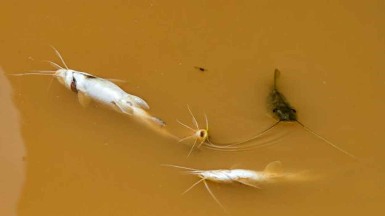 Peixes agonizando em meio aos resíduos de mineração / Instituto Ultimos Refugios