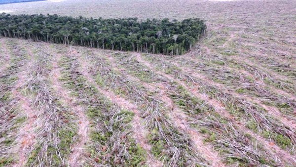 Desmatamento da Amazônia - Mato Grosso. Foto capturada na internet, sem informação de autoria. 