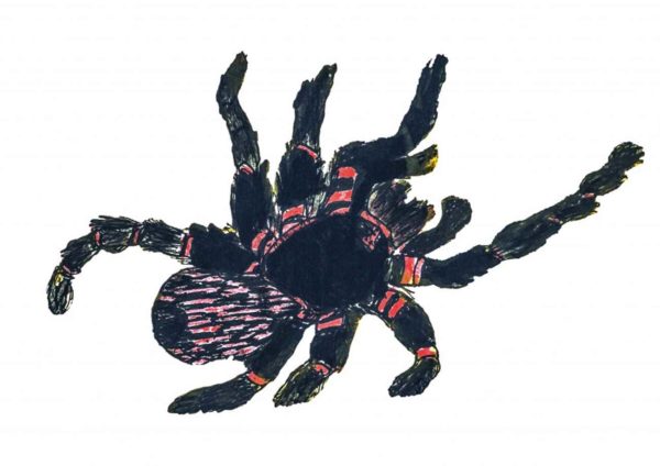 Popyĩmkutux - aranha caranguejeira