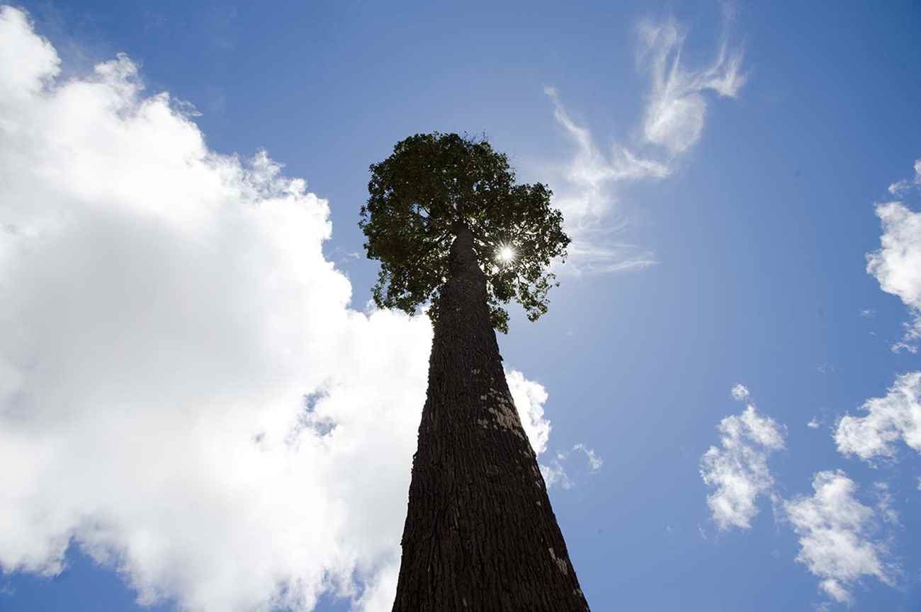 A árvore Bertholletia excelsa, a castanheira, é importante para o bioma amazônico porque desenvolve relação com diversas espécies da fauna e da flora nativa - Marcelo Camargo/ Agência Brasil