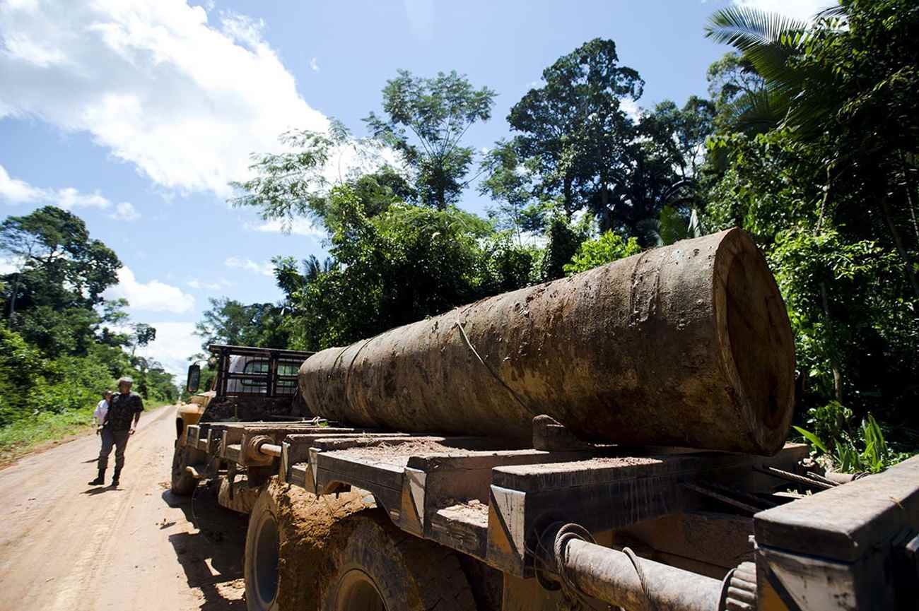 Flagrande da retirada de madeira sem autorização da área da Reserva Extrativista Guariba-Roosevelt - Marcelo Camargo/ Agência Brasil