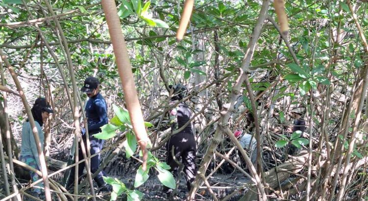 Observe a imagem a seguir e responda às questões propostas: a) Que problema  ambiental está ocorrendo 