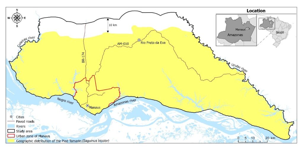 Figura 1. Área de estudo, com base na distribuição do sauim-de-coleira (Saguinus bicolor) proposta por Rohe [1] mais uma área de amortecimento de 10 km ao norte e os limites da zona urbana de Manaus.